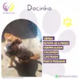 Docinho