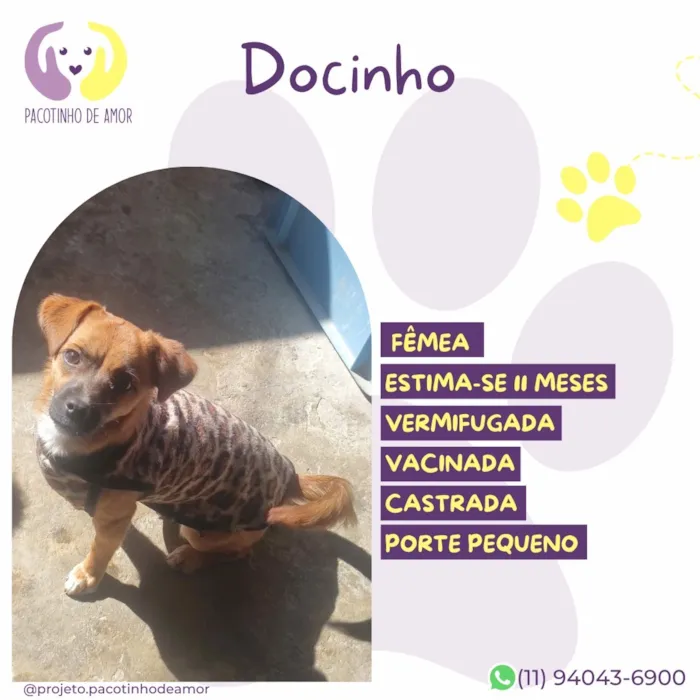 Cachorro raça SRD-ViraLata idade 2 a 6 meses nome Docinho