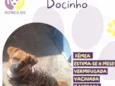 Docinho