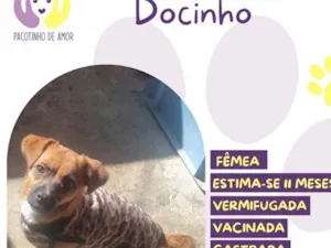 Cachorro raça SRD-ViraLata idade 2 a 6 meses nome Docinho