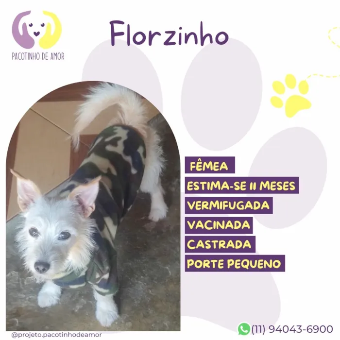 Cachorro raça SRD-ViraLata idade 2 a 6 meses nome Florzinho