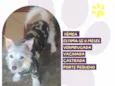 Florzinho
