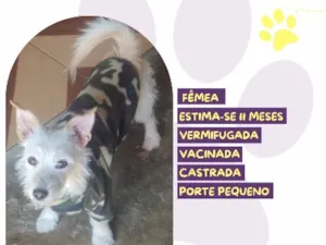 Cachorro raça SRD-ViraLata idade 2 a 6 meses nome Florzinho