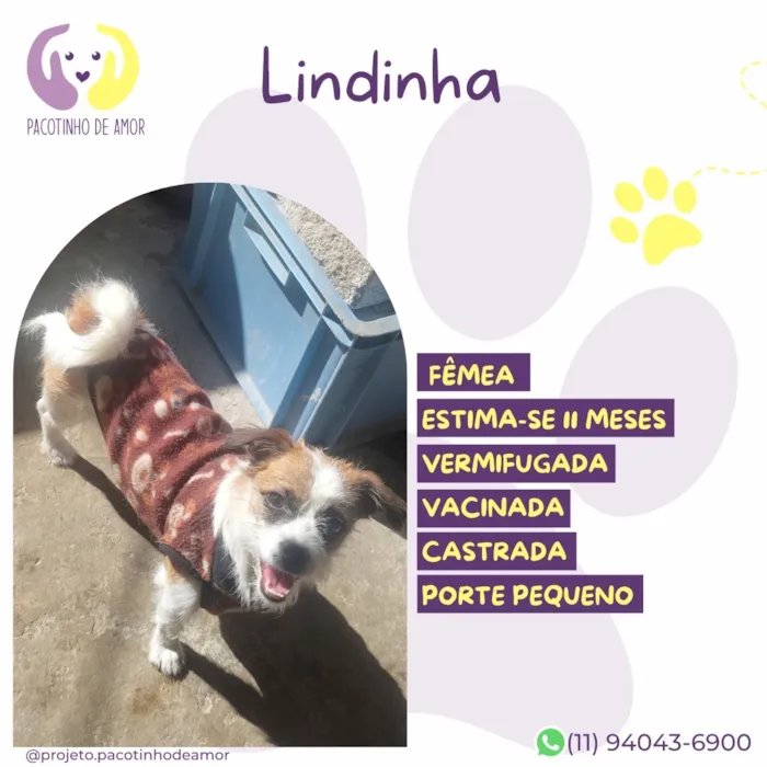 Cachorro raça SRD-ViraLata idade 2 a 6 meses nome Lindinha