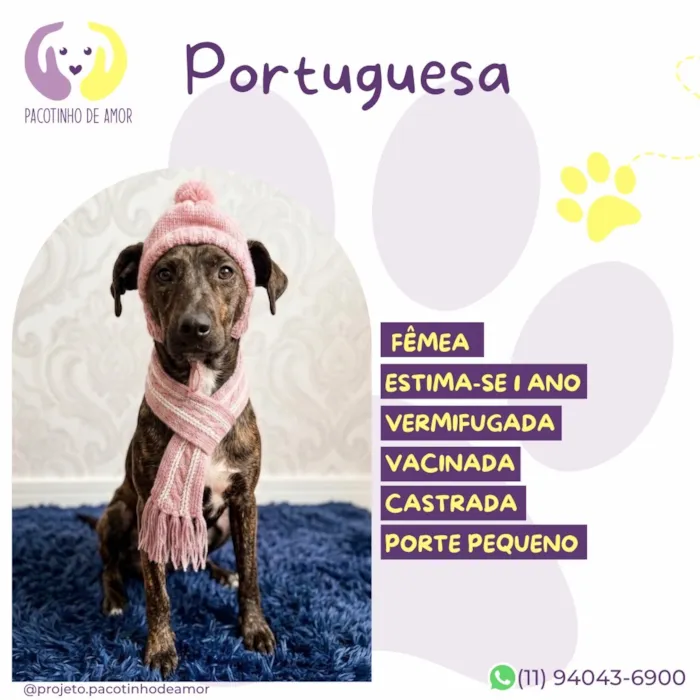 Cachorro raça SRD-ViraLata idade 1 ano nome Portuguesa 
