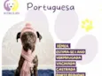 Portuguesa 