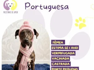 Cachorro raça SRD-ViraLata idade 1 ano nome Portuguesa 