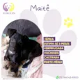 Maitê