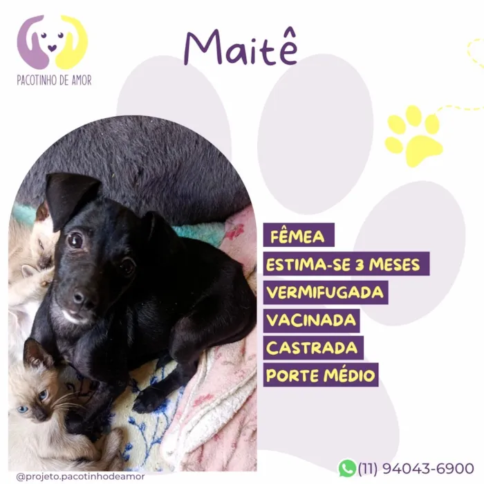 Cachorro raça SRD-ViraLata idade 2 a 6 meses nome Maitê