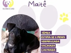 Cachorro raça SRD-ViraLata idade 2 a 6 meses nome Maitê