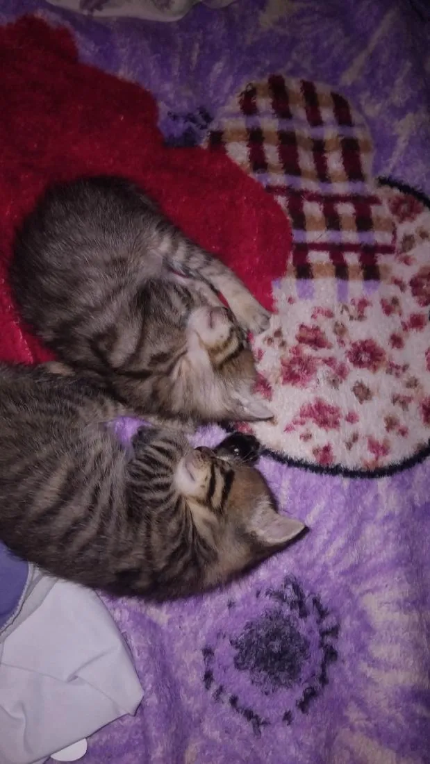 Gato raça SRD-ViraLata idade Abaixo de 2 meses nome Luna e Lua