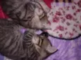 Luna e Lua