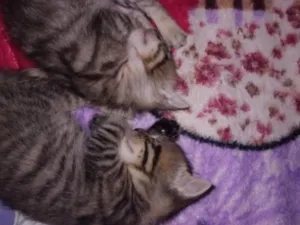 Gato raça SRD-ViraLata idade Abaixo de 2 meses nome Luna e Lua