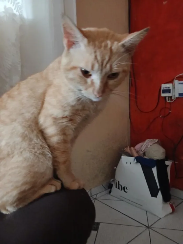Gato raça SRD-ViraLata idade 2 anos nome Kate 
