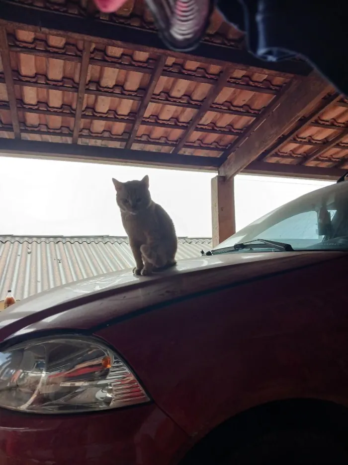 Gato raça SRD-ViraLata idade 2 anos nome Kate 