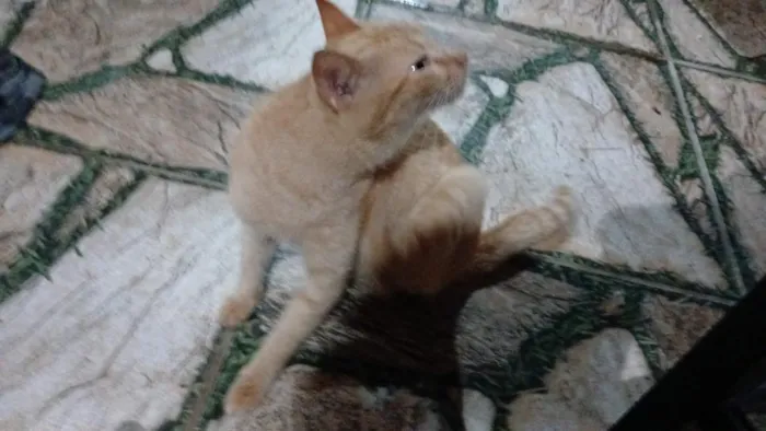 Gato raça SRD-ViraLata idade 2 anos nome Kate 