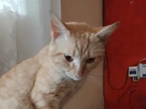 Gato raça SRD-ViraLata idade 2 anos nome Kate 