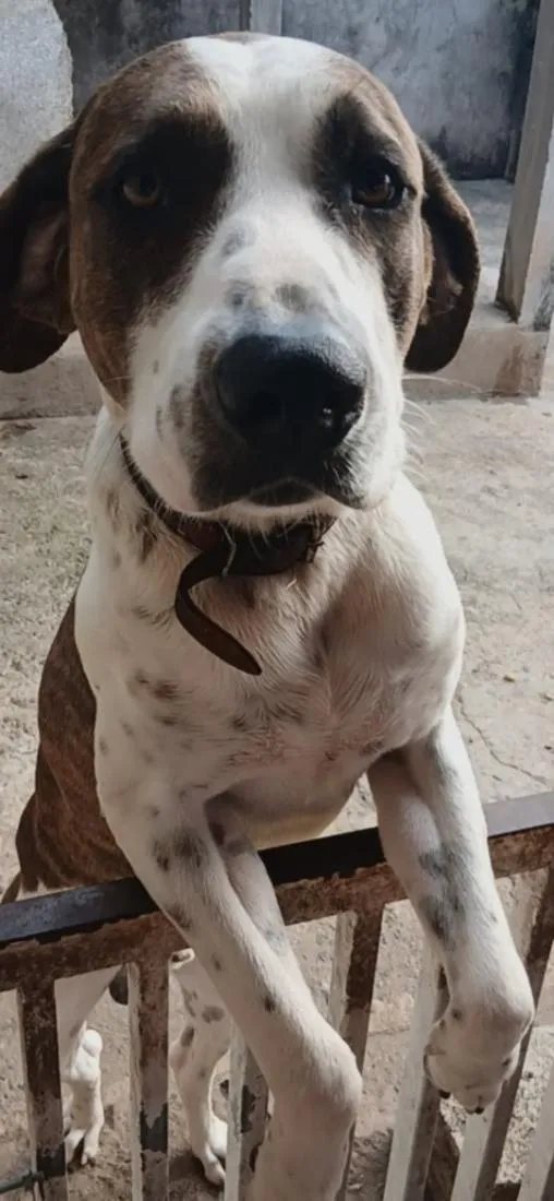 Cachorro raça SRD-ViraLata idade 2 anos nome Thor
