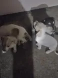 Chanel, Gordinho bololo, Nevado, Mel, Amora 