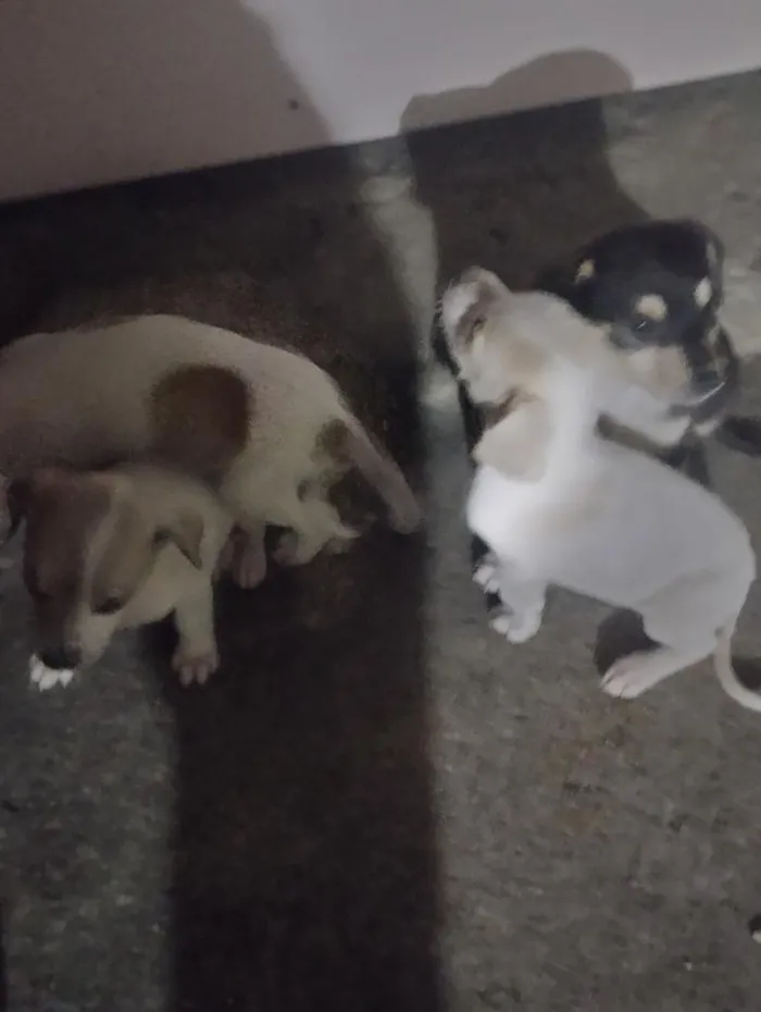 Cachorro raça SRD-ViraLata idade 2 a 6 meses nome Chanel, Gordinho bololo, Nevado, Mel, Amora 