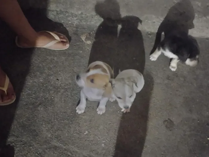 Cachorro raça SRD-ViraLata idade 2 a 6 meses nome Chanel, Gordinho bololo, Nevado, Mel, Amora 