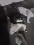 Chanel, Gordinho bololo, Nevado, Mel, Amora 