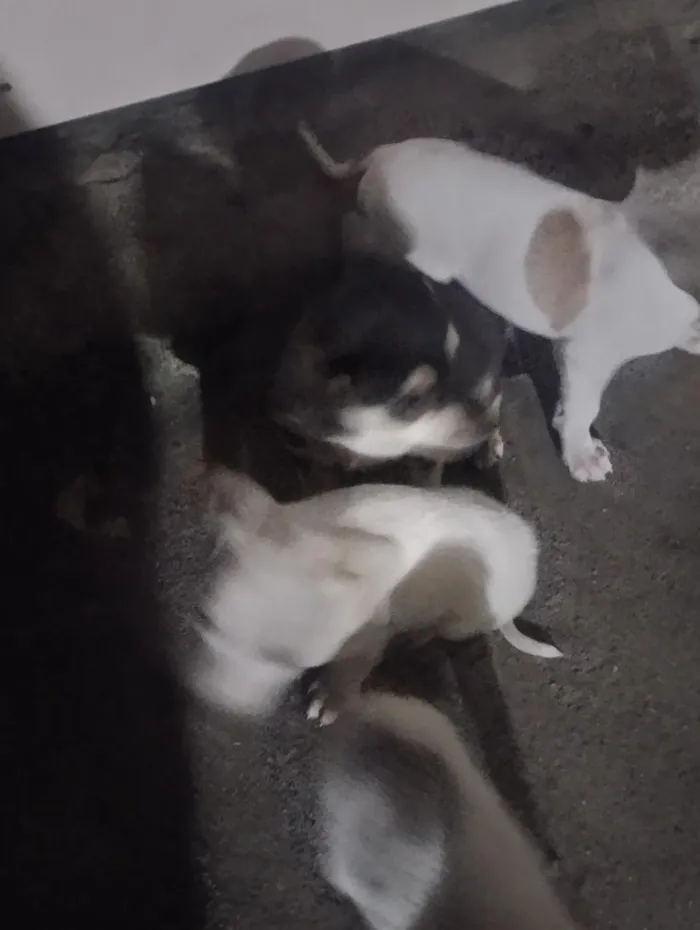 Cachorro raça SRD-ViraLata idade 2 a 6 meses nome Chanel, Gordinho bololo, Nevado, Mel, Amora 