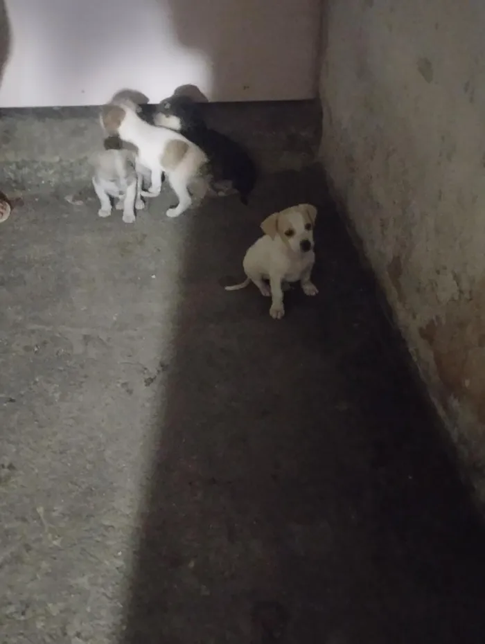 Cachorro raça SRD-ViraLata idade 2 a 6 meses nome Chanel, Gordinho bololo, Nevado, Mel, Amora 