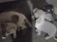 Chanel, Gordinho bololo, Nevado, Mel, Amora 