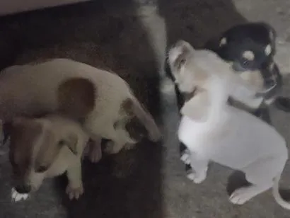 Cachorro raça SRD-ViraLata idade 2 a 6 meses nome Chanel, Gordinho bololo, Nevado, Mel, Amora 