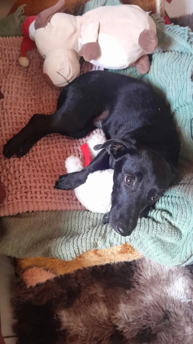 Cachorro raça SRD-ViraLata idade 2 a 6 meses nome Meg 