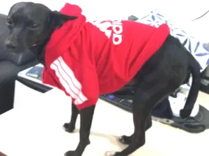 Cachorro raça Pinscher idade 2 anos nome Pedro Henrique (PH)