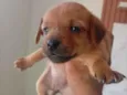 cachorrinhos