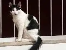 Gato raça SRD-ViraLata idade 2 a 6 meses nome Luna