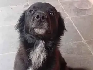 Cachorro raça SRD-ViraLata idade 3 anos nome Spake