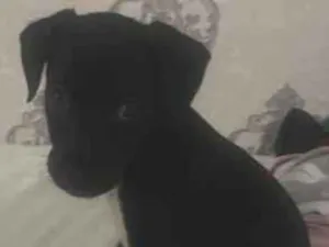 Cachorro raça SRD-ViraLata idade 2 a 6 meses nome Melissa