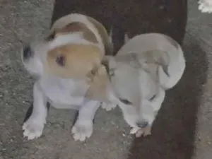 Cachorro raça SRD-ViraLata idade 2 a 6 meses nome Chanel, Gordinho bololo, Nevado, Mel, Amora 