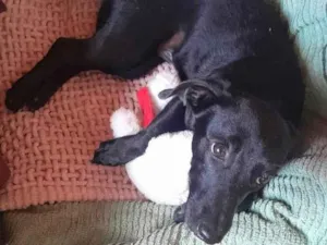 Cachorro raça SRD-ViraLata idade 2 a 6 meses nome Meg 