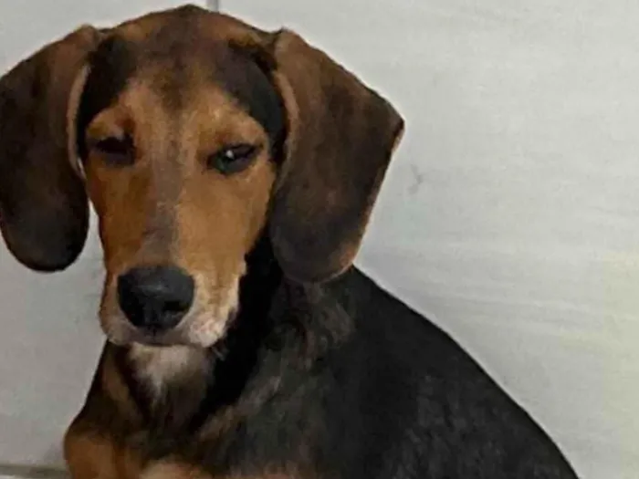 Cachorro raça SRD-ViraLata idade 2 a 6 meses nome Lope