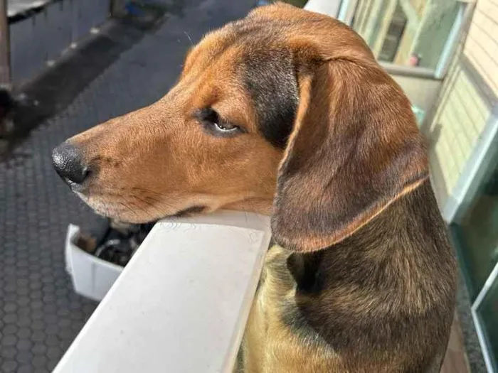 Cachorro raça SRD-ViraLata idade 2 a 6 meses nome Lope