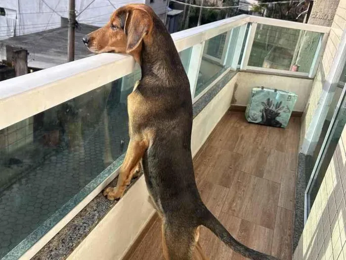Cachorro raça SRD-ViraLata idade 2 a 6 meses nome Lope
