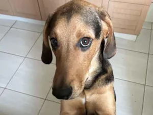 Cachorro raça SRD-ViraLata idade 2 a 6 meses nome Lope