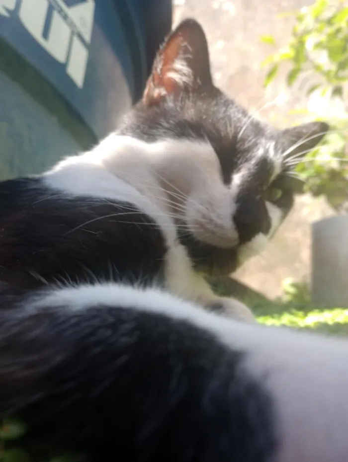 Gato raça Frajola idade 2 anos nome Limo