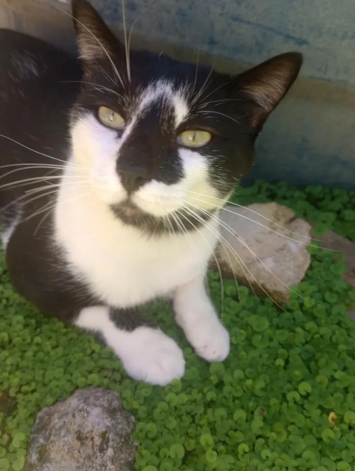 Gato raça Frajola idade 2 anos nome Limo