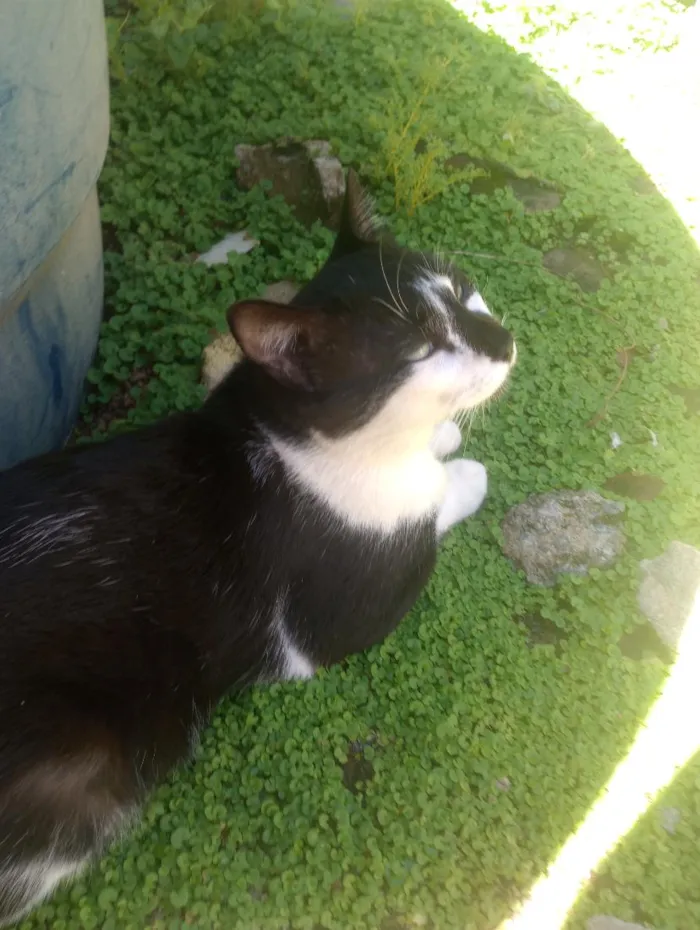 Gato raça Frajola idade 2 anos nome Limo