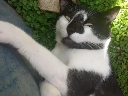 Gato raça Frajola idade 2 anos nome Limo
