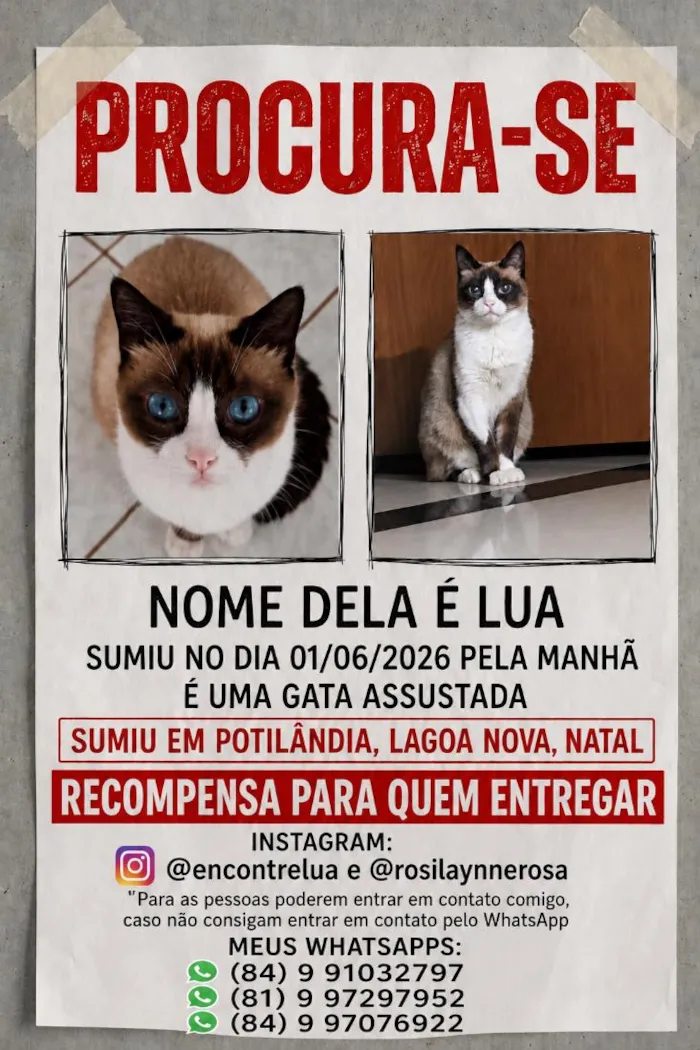 Gato raça Siamês idade 6 ou mais anos nome LUA