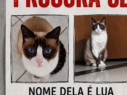 Gato raça Siamês idade 6 ou mais anos nome LUA