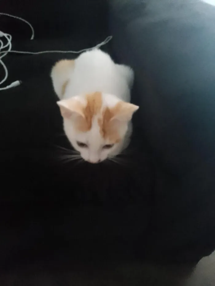 Gato raça SRD-ViraLata idade 2 a 6 meses nome sanji