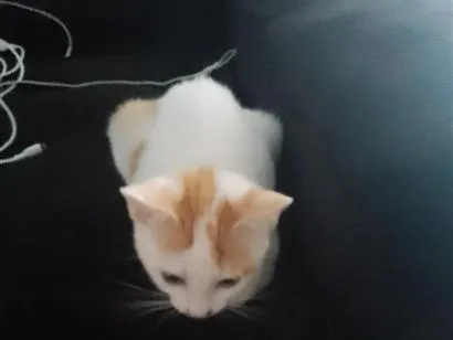 Gato raça SRD-ViraLata idade 2 a 6 meses nome sanji